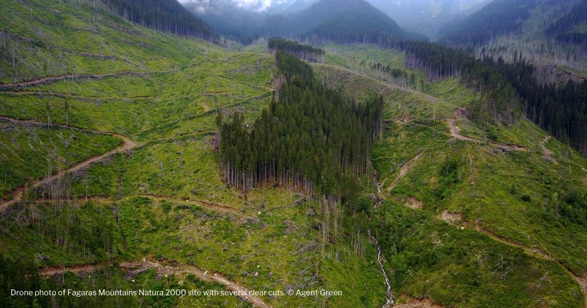 Mettez un terme à la destruction des forêts roumaines